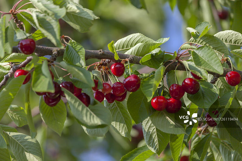 德国莱茵兰-普法尔茨南部普法尔茨地区的树上成熟樱桃图片素材