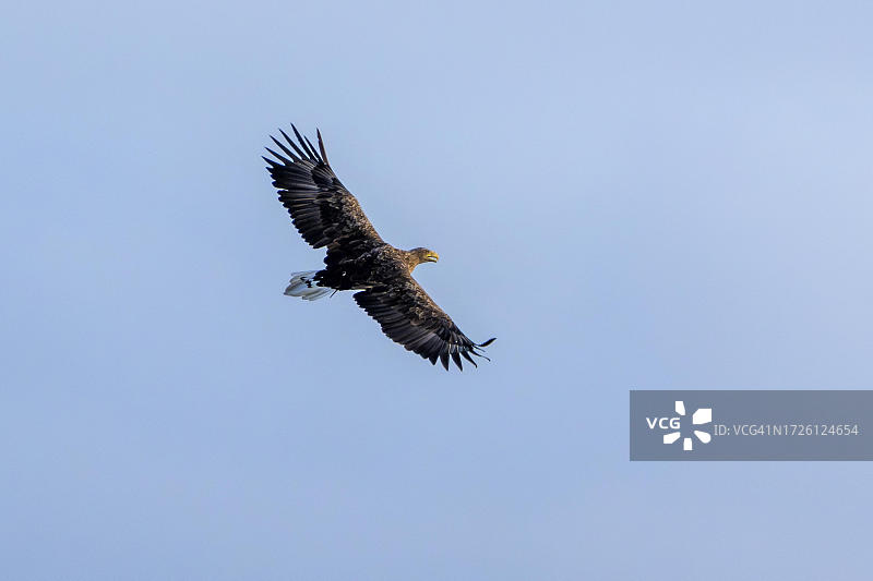 德国，前波莫瑞波登景观国家公园，飞行中的白尾海雕图片素材