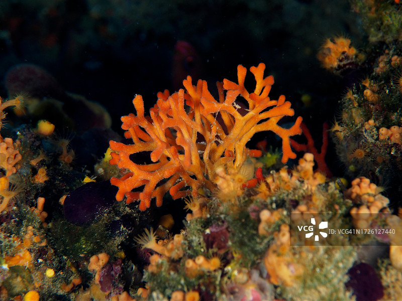 假珊瑚(Myriapora truncata),苔藓虫,克雷乌斯角海洋保护区潜水点,罗萨斯,布拉瓦海岸,西班牙,地中海图片素材