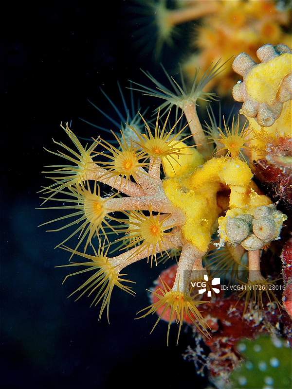 地中海克鲁斯角海洋保护区黄色簇海葵图片素材