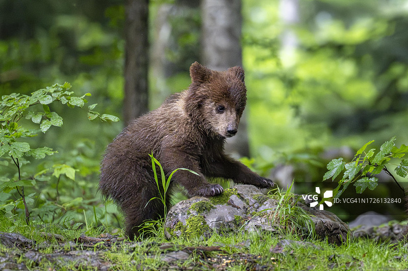 在斯洛文尼亚Notranjska地区的森林里的棕熊和幼熊图片素材