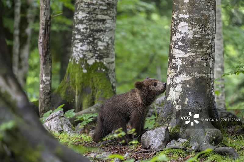 在斯洛文尼亚Notranjska地区的森林里的棕熊和幼熊图片素材