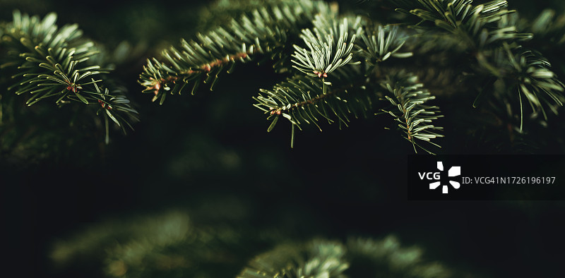 以绿色松树枝特写为特色的精美圣诞节背景。十二月壁纸。图片素材