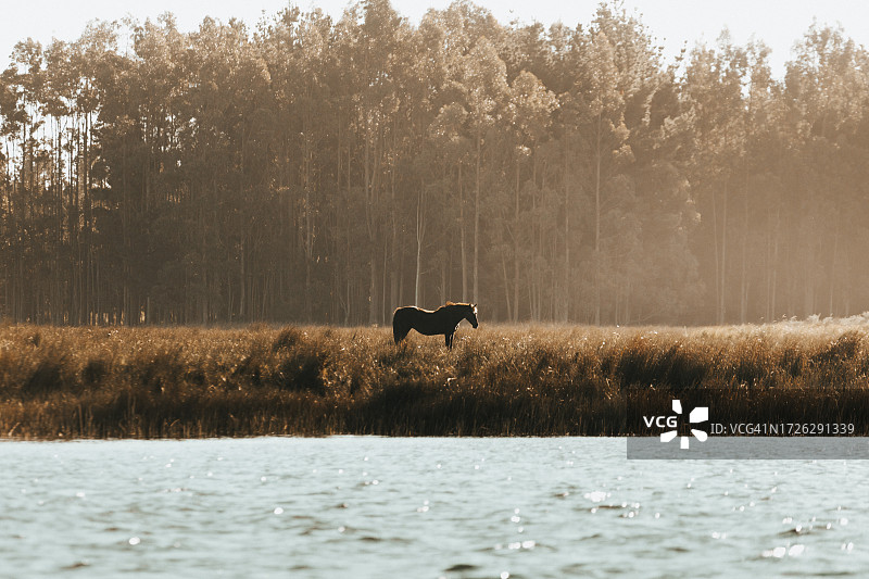 电影风格照片：孤独的马站在河岸上，沐浴在温暖而朦胧的日落阳光中图片素材