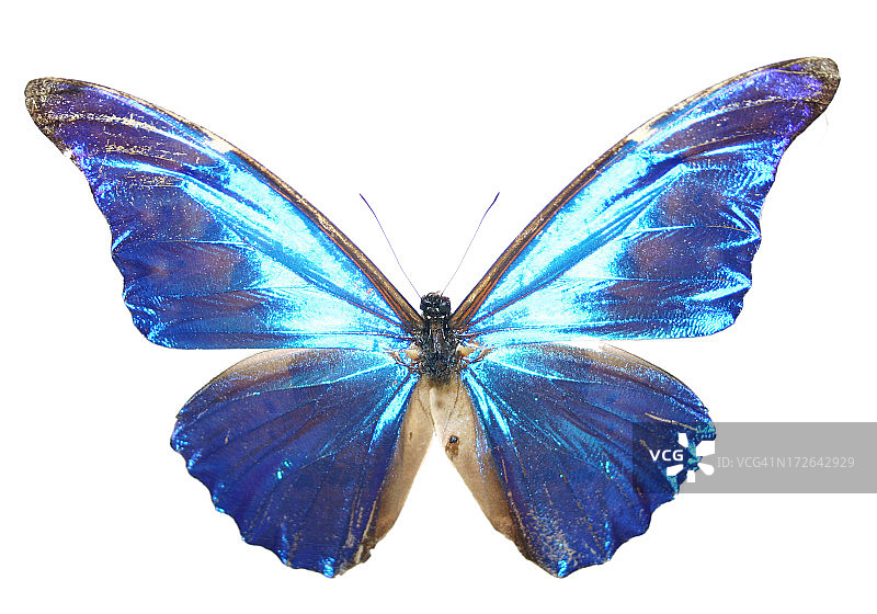 电光蓝蝴蝶图片素材