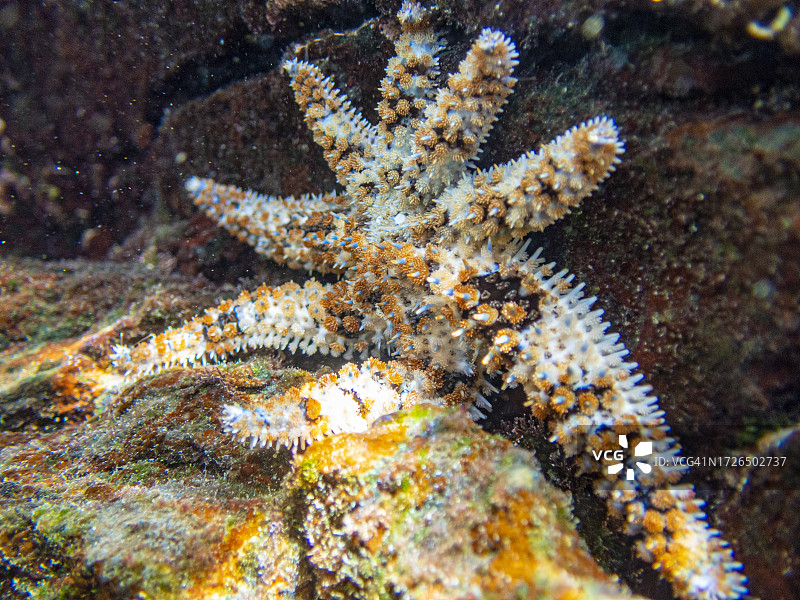 洛斯坎卡霍斯海滩的棘海星。拉帕尔马岛；加那利群岛图片素材