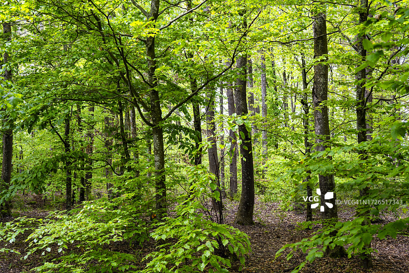 春季的宁静森林图片素材