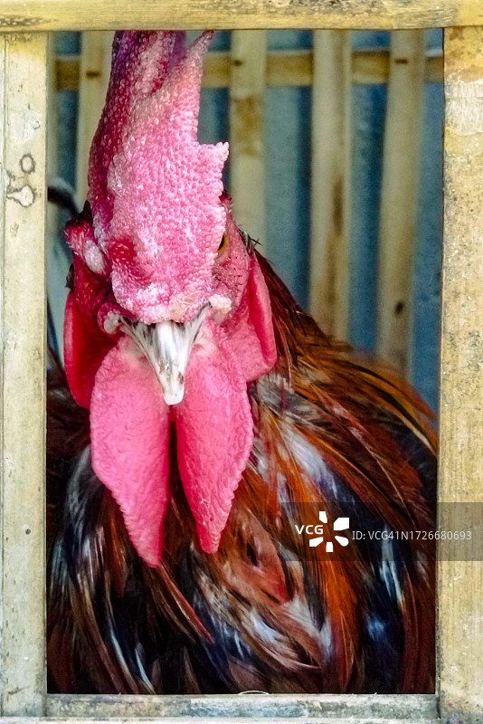 红色公鸡正面特写图片素材