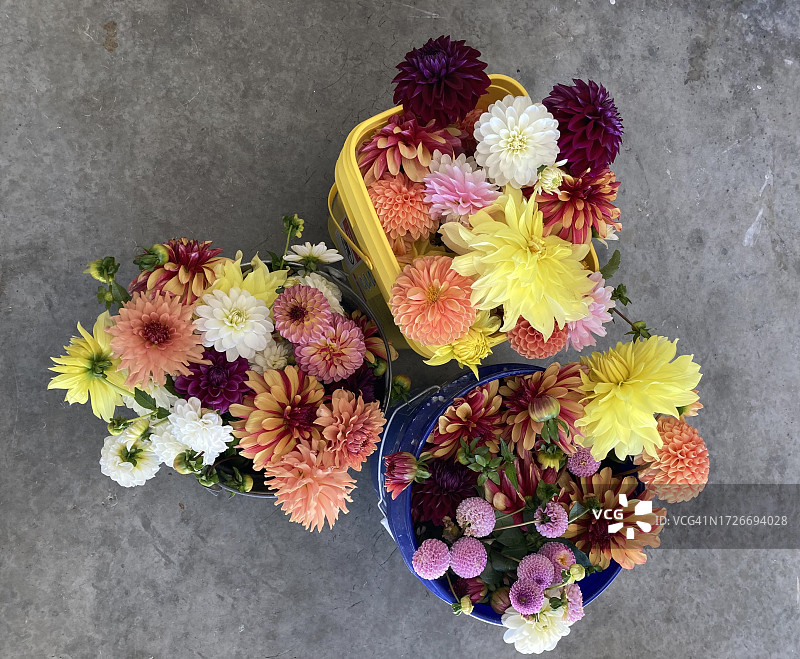 大丽花的舞蹈图片素材