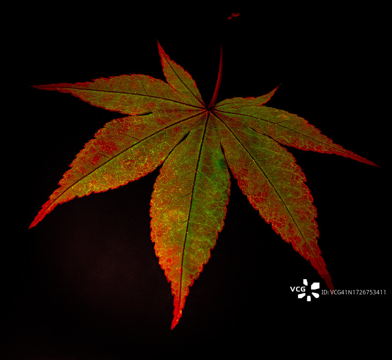一片日本枫叶图片素材