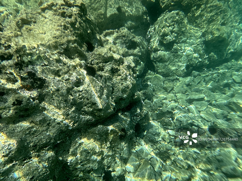 海胆礁石深海床图片素材