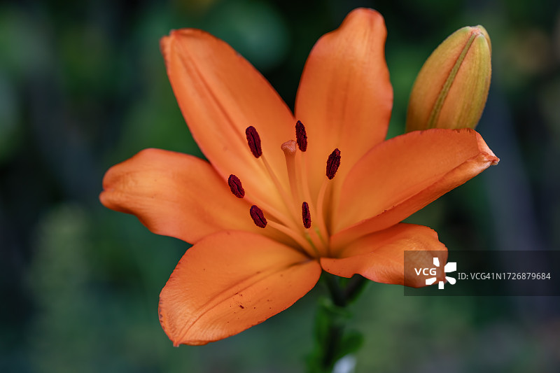 橙色的莉莉图片素材