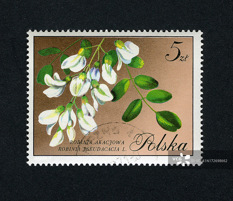 邮票花卉：波兰刺槐图片素材