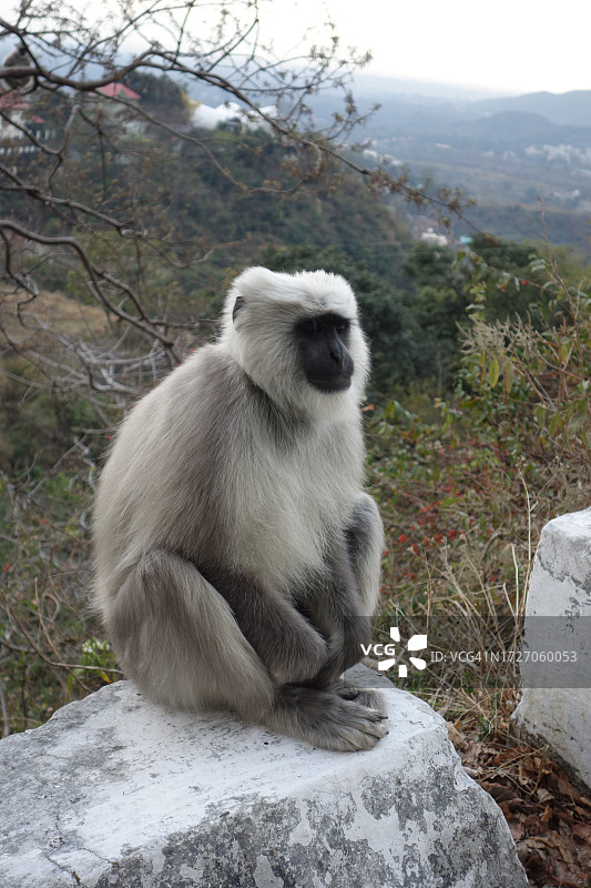 2023年3月喜马拉雅山麓，坐在墙上眺望远方的灰叶猴图片素材