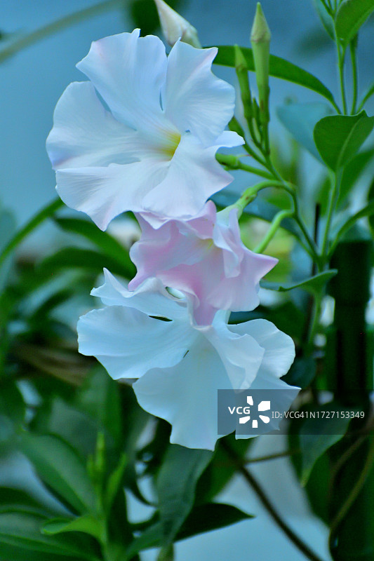 飘香藤/岩筒花：流行的热带开花藤蔓图片素材