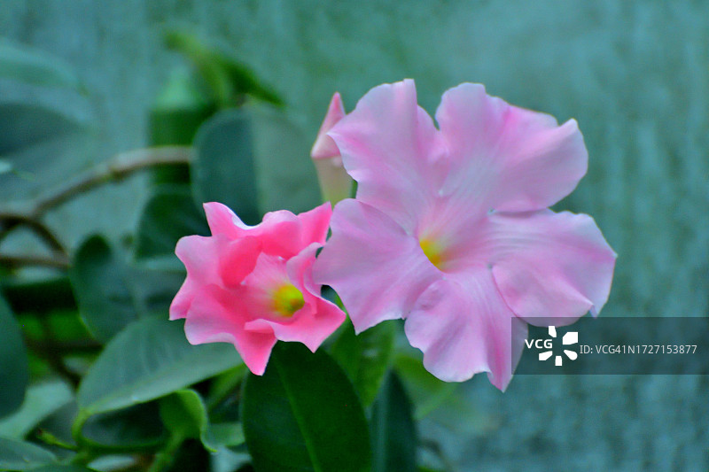 飘香藤/岩筒花：流行的热带开花藤蔓图片素材