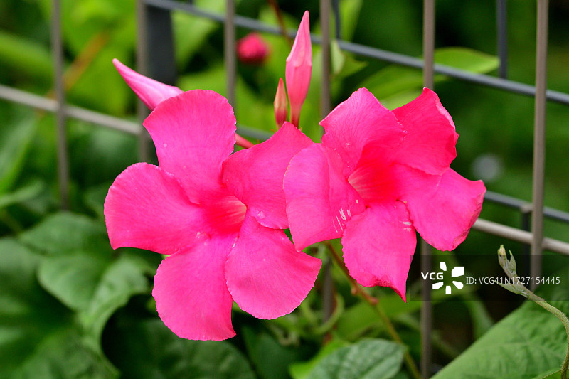 飘香藤/岩筒花：流行的热带开花藤蔓图片素材