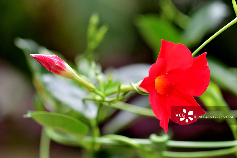 飘香藤/岩筒花：流行的热带开花藤蔓图片素材