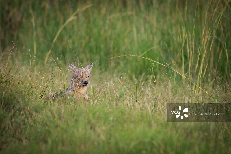 非洲草原绿色长草中休息的黑背胡狼图片素材