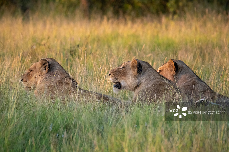 三只雌狮坐在日落时分的长草中等待猎物图片素材