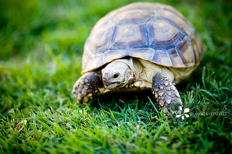 寻找食物的小乌龟图片素材