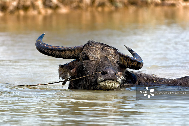 亚洲水牛（Bubalus），在水中，缅甸图片素材
