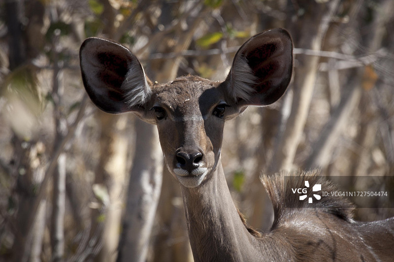 博茨瓦纳莫雷米野生动物保护区，雌性非洲大羚羊图片素材