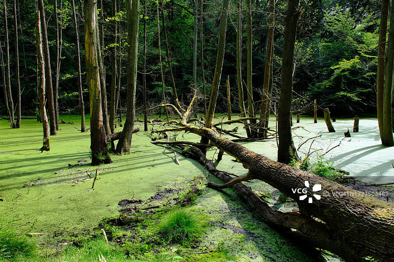 德国北莱茵-威斯特法伦的绿藻森林湖泊图片素材