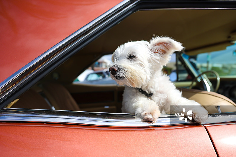 经典汽车里的白色梗犬图片素材