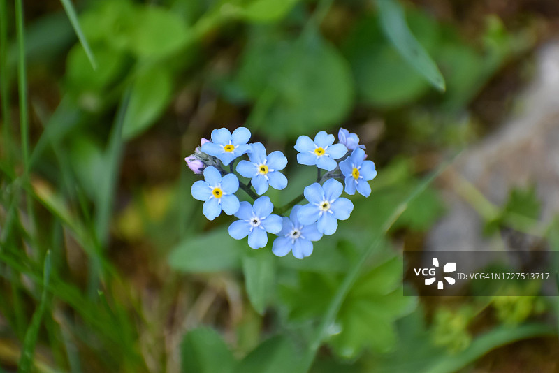 心形高山勿忘我，贝希特斯加登阿尔卑斯山脉，巴伐利亚，德国图片素材