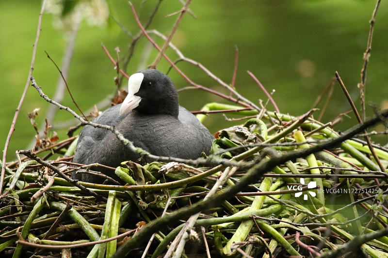 普通骨顶鸡（Fulica atra），雌性在德国水边的绿色树枝巢中孵蛋图片素材