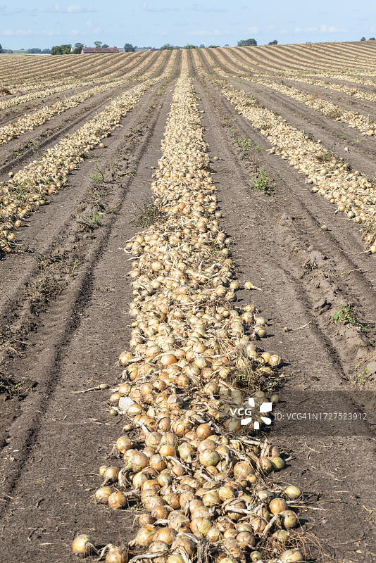 田野中成排晾晒的黄色洋葱，勒德鲁普，斯科纳，瑞典，斯堪的纳维亚图片素材