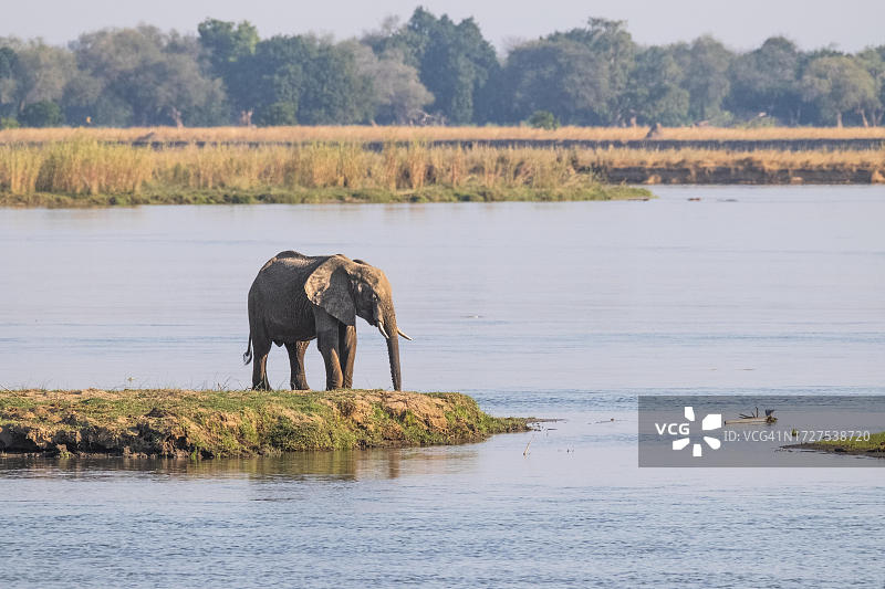 赞比亚下赞比西国家公园赞比西河畔的非洲象图片素材