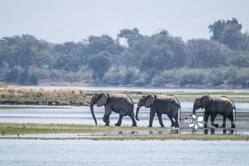 非洲象群横渡赞比亚赞比西河，赞比亚下赞比西国家公园图片素材
