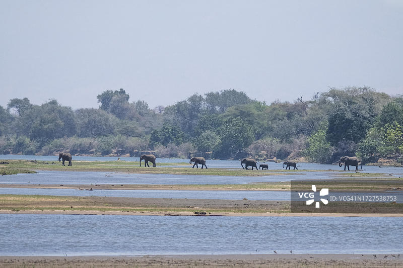 赞比亚下赞比西国家公园：非洲象群携幼象穿过赞比西河图片素材