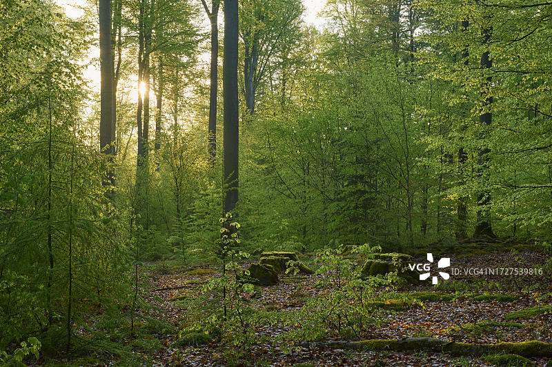 德国巴伐利亚州斯佩萨特魏伯斯布伦山毛榉森林日出图片素材