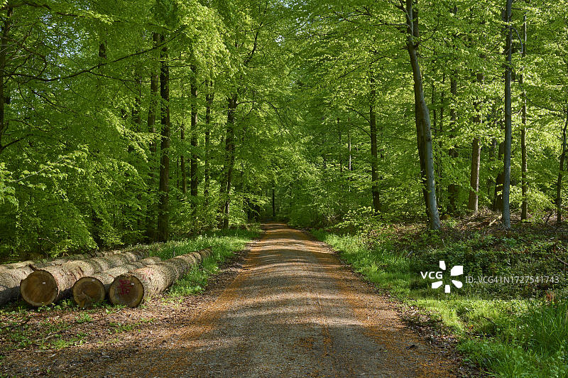 德国巴伐利亚施佩萨特罗滕布赫山毛榉森林小径图片素材