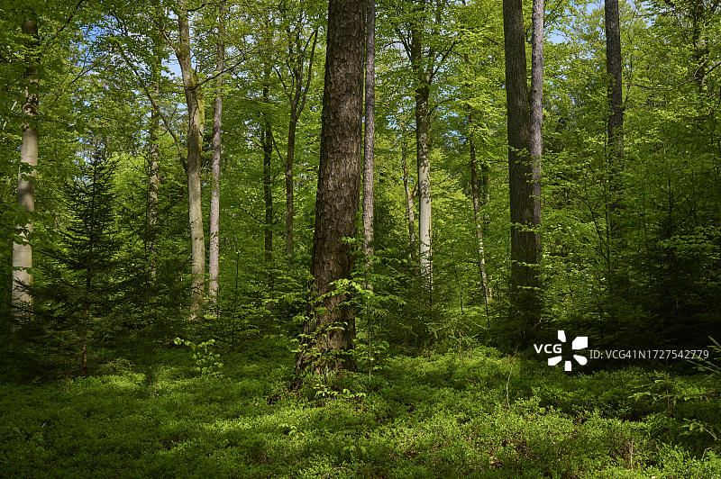 德国巴伐利亚州斯佩萨特海根布吕肯的混合森林春景图片素材
