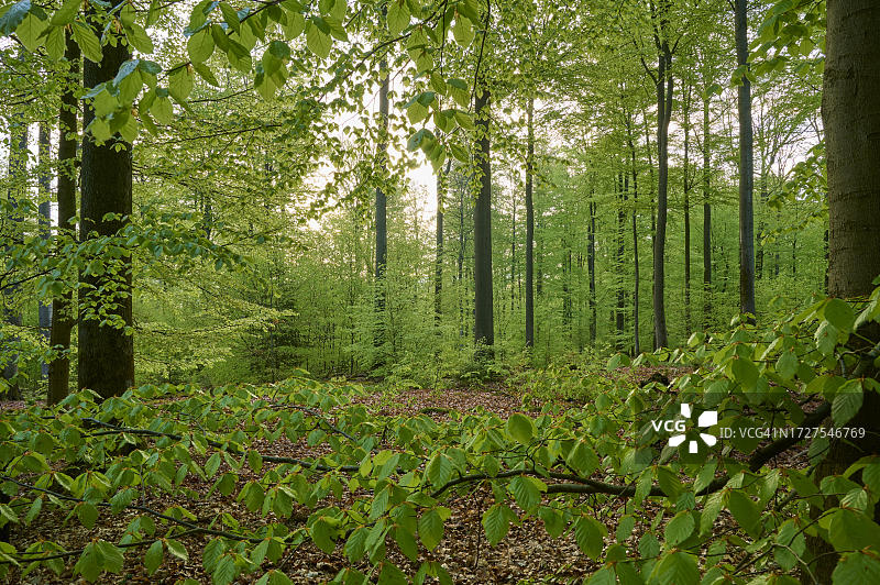 德国巴伐利亚州森林榉树叶早晨春季图片素材