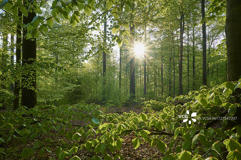 森林、山毛榉、树叶、日出、春天，德国巴伐利亚图片素材