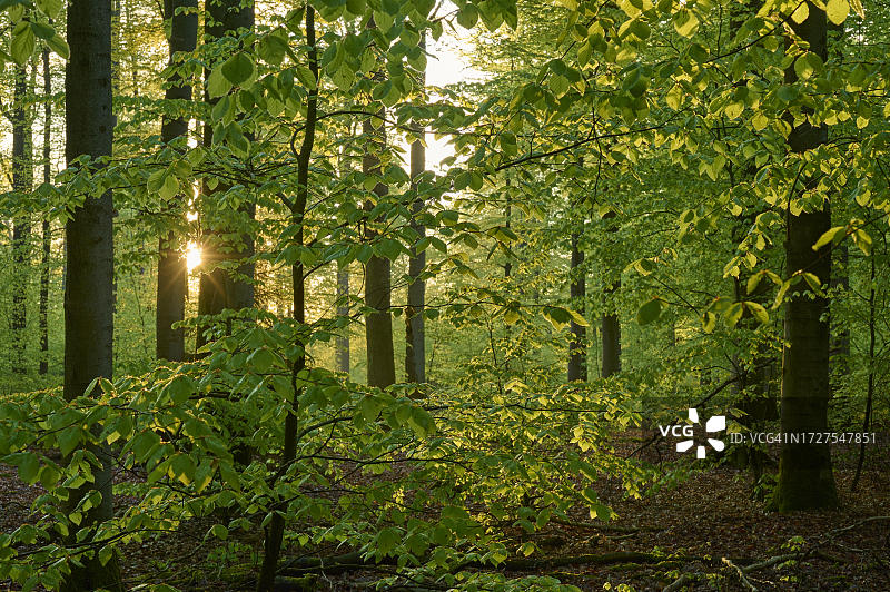 森林、山毛榉、树叶、日出、春天，德国巴伐利亚图片素材