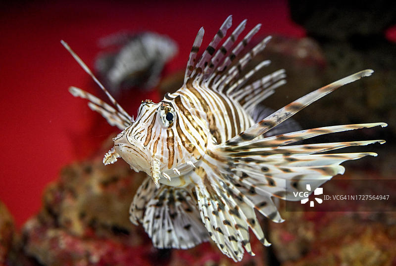 狮子鱼，南非西开普省开普敦二洋水族馆图片素材