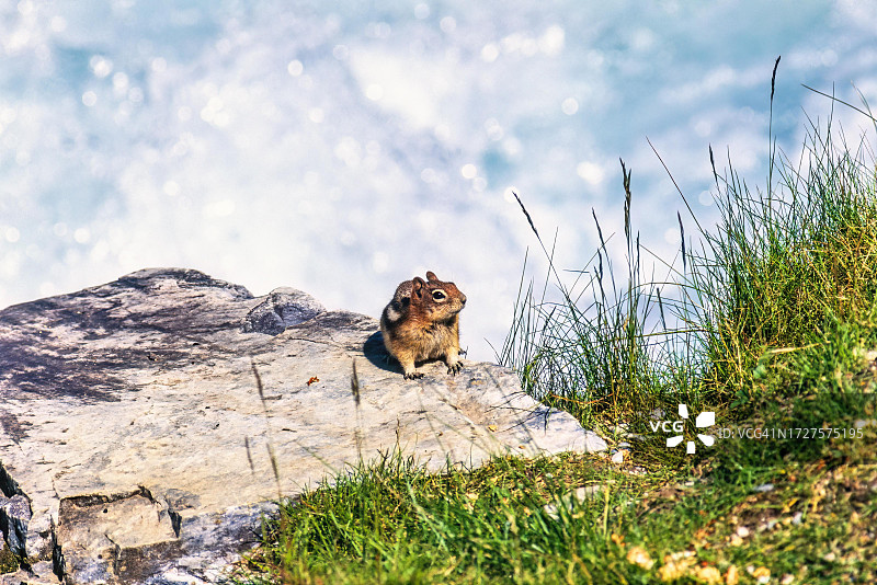 班夫国家公园的金色地松鼠图片素材