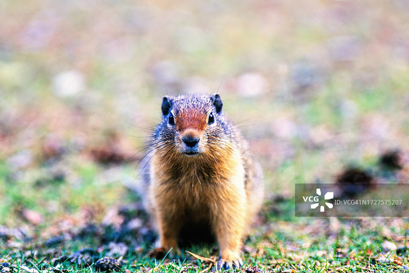加拿大班夫国家公园的好奇哥伦比亚草原松鼠特写图片素材