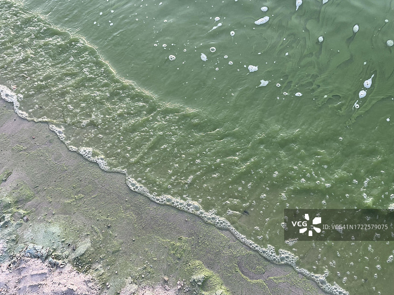 哈弗尔河东岸的富营养化、气候变化、藻类繁殖、绿水、低氧和污染，德国柏林图片素材