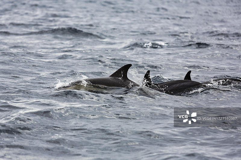 短吻真海豚（Delphinus delphis），在葡萄牙阿尔加维海域中游泳图片素材