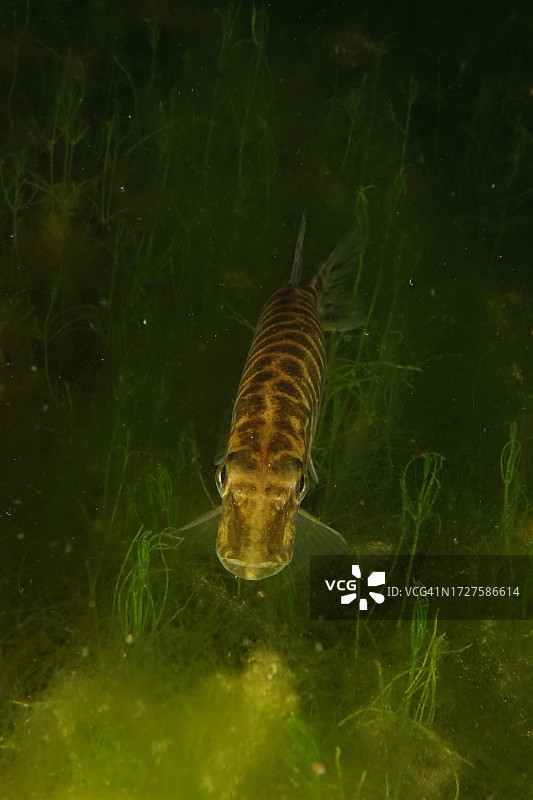 夜晚的白梭吻鲈，瑞士博登湖贝林根野猪潜水点图片素材