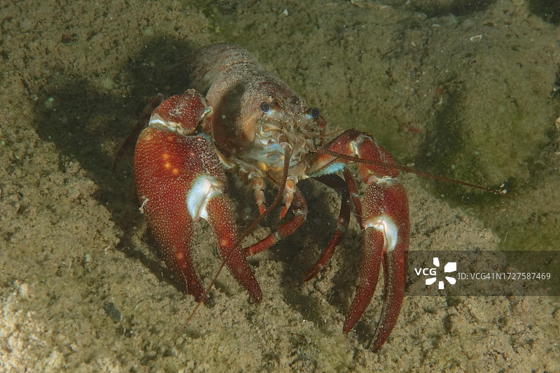 信号小龙虾图片素材