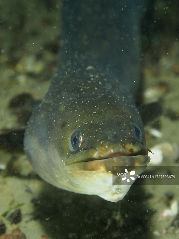 欧洲鳗鱼夜间肖像图片素材