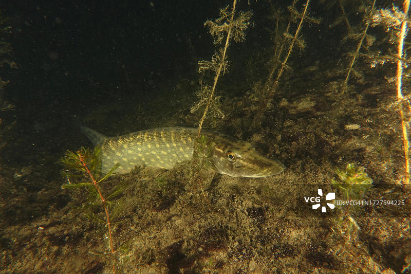 夜间白斑狗鱼，位于水生植物间的湖底，瑞士苏黎世州屈斯纳赫特泰林登潜水点，苏黎世湖图片素材